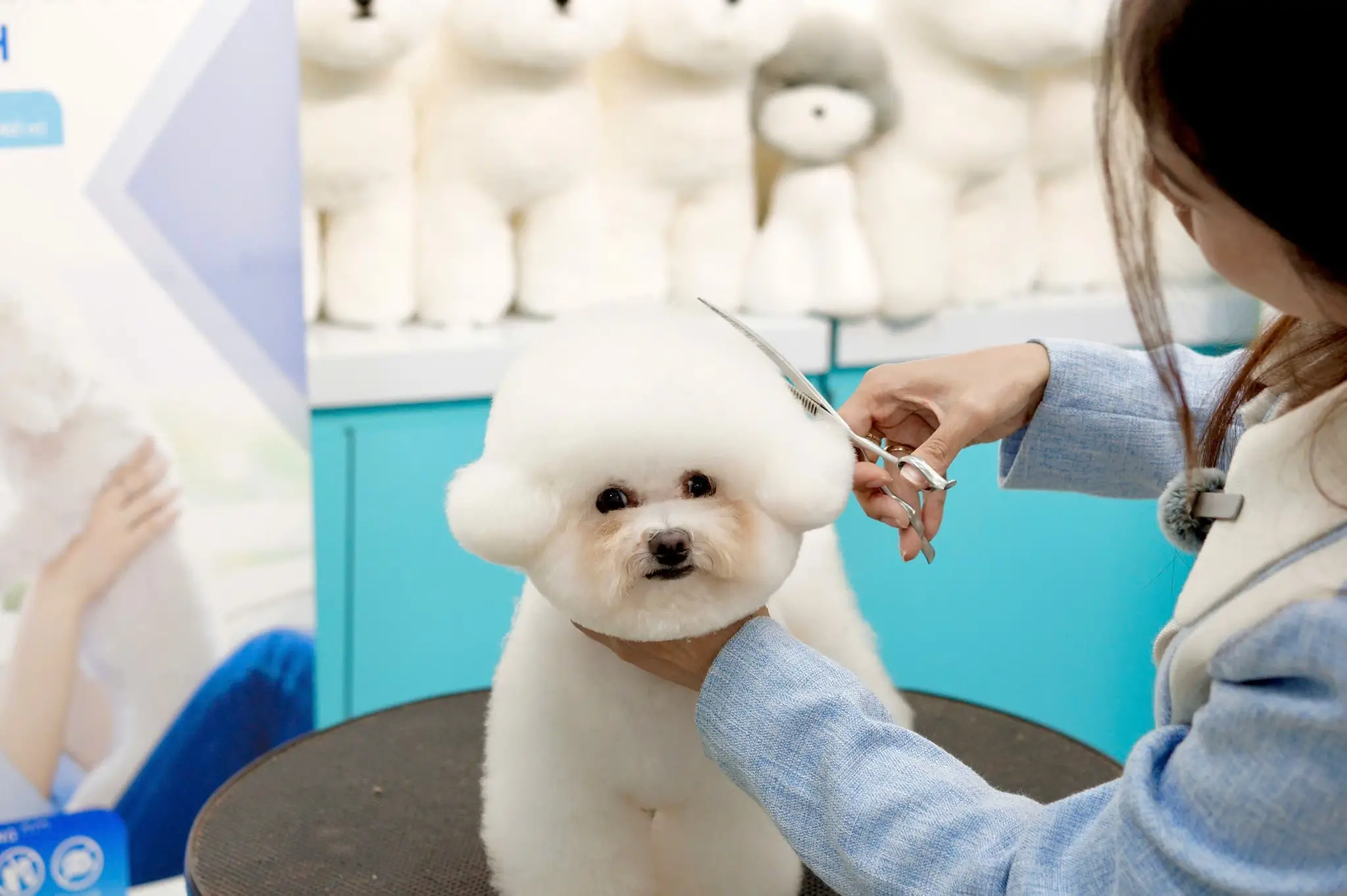 Cách chăm sóc Poodle tại Việt Nam — Từ cắt tỉa đến phòng bệnh