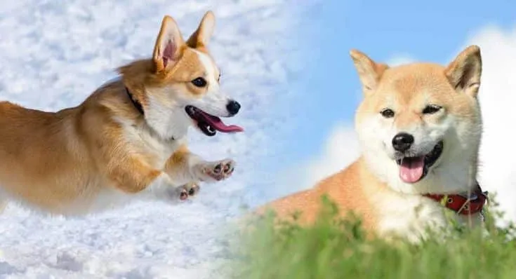 Corgi và Shiba Inu — So sánh hai giống chó hot nhất Việt Nam