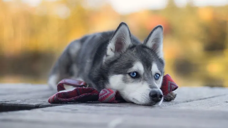 Nuôi Husky ở Việt Nam: Thách thức khí hậu nóng và cách giải quyết