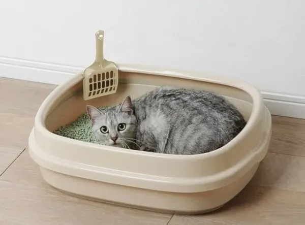 Cách tập cho mèo đi vệ sinh đúng chỗ trong 7 ngày