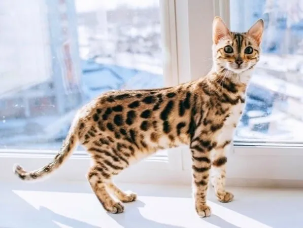 Mèo Bengal