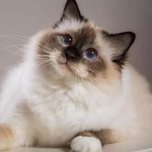 Birman