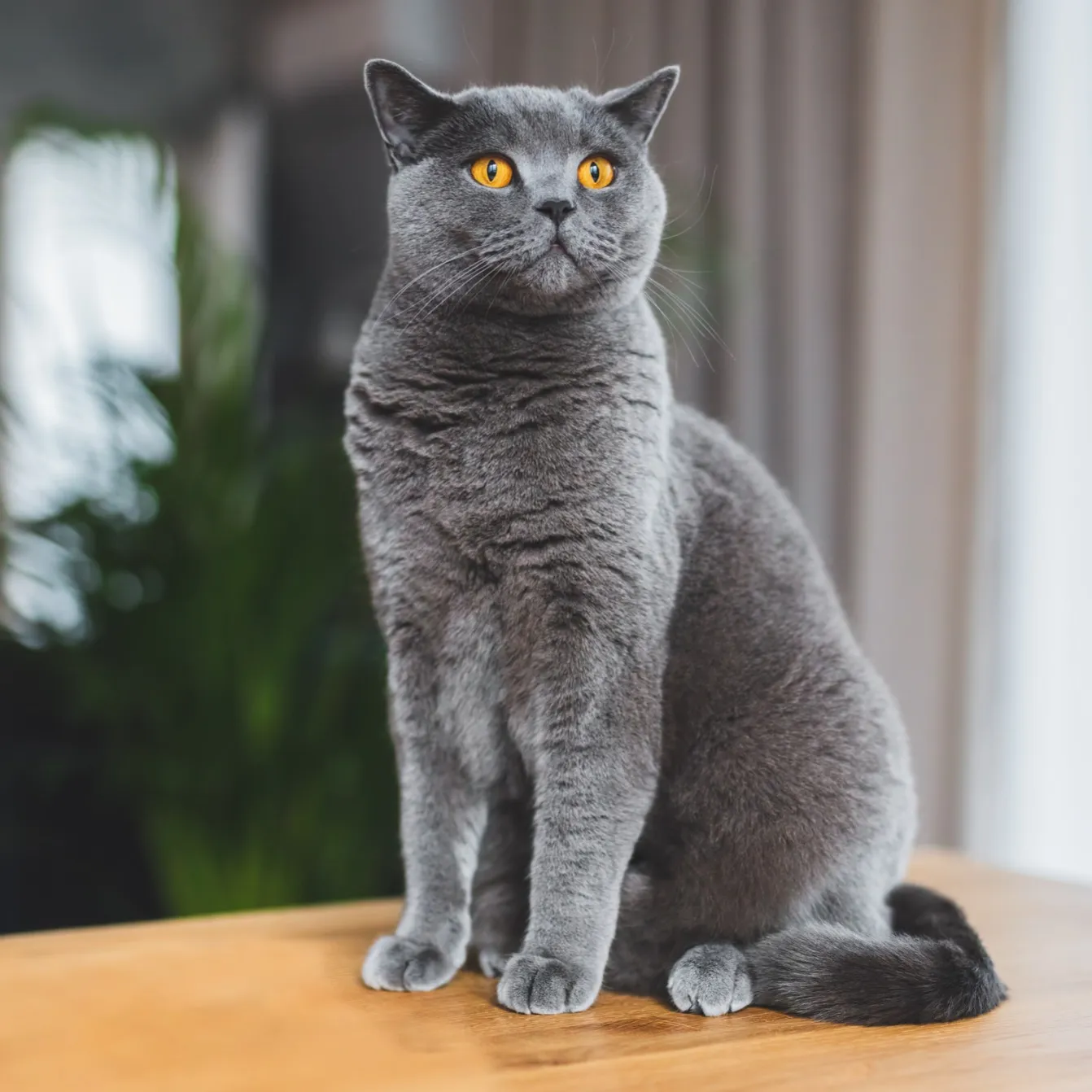 Mèo Anh Lông Ngắn (British Shorthair)