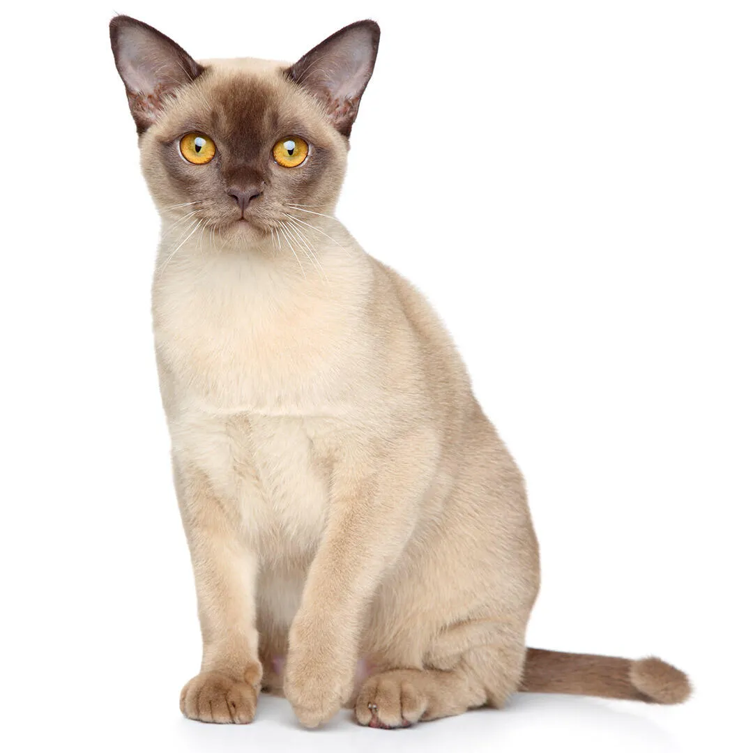 Mèo Miến Điện (Burmese)