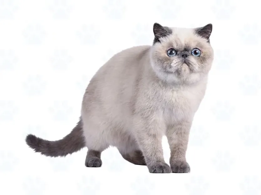 Exotic Shorthair