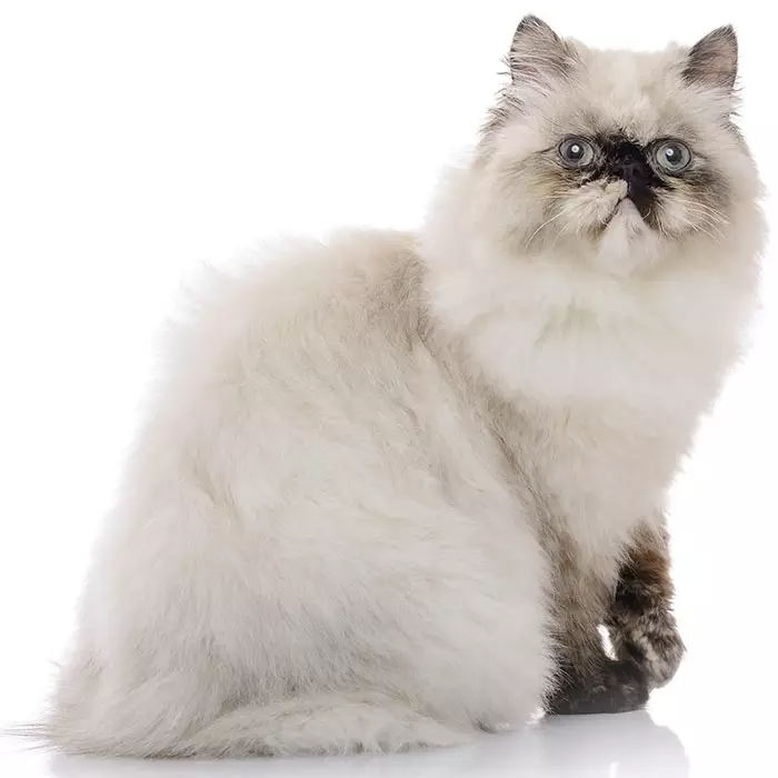 Himalayan