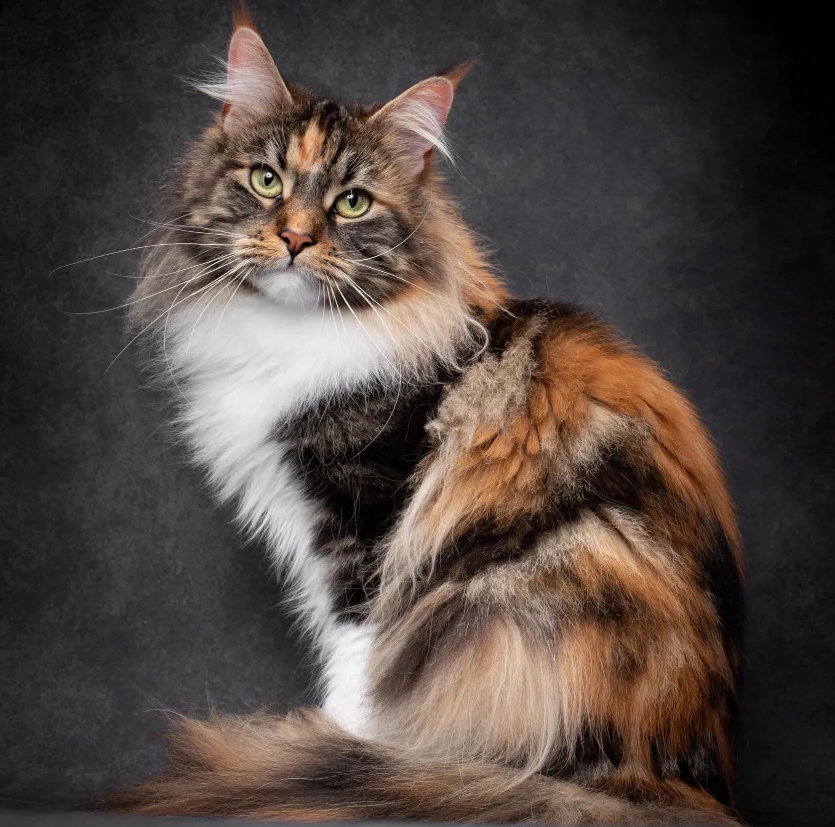 Maine Coon