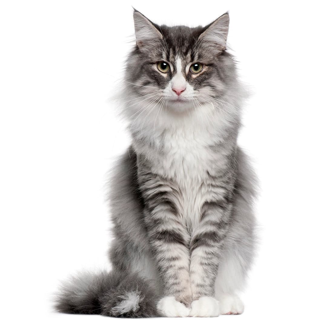Mèo Rừng Na Uy (Norwegian Forest Cat)