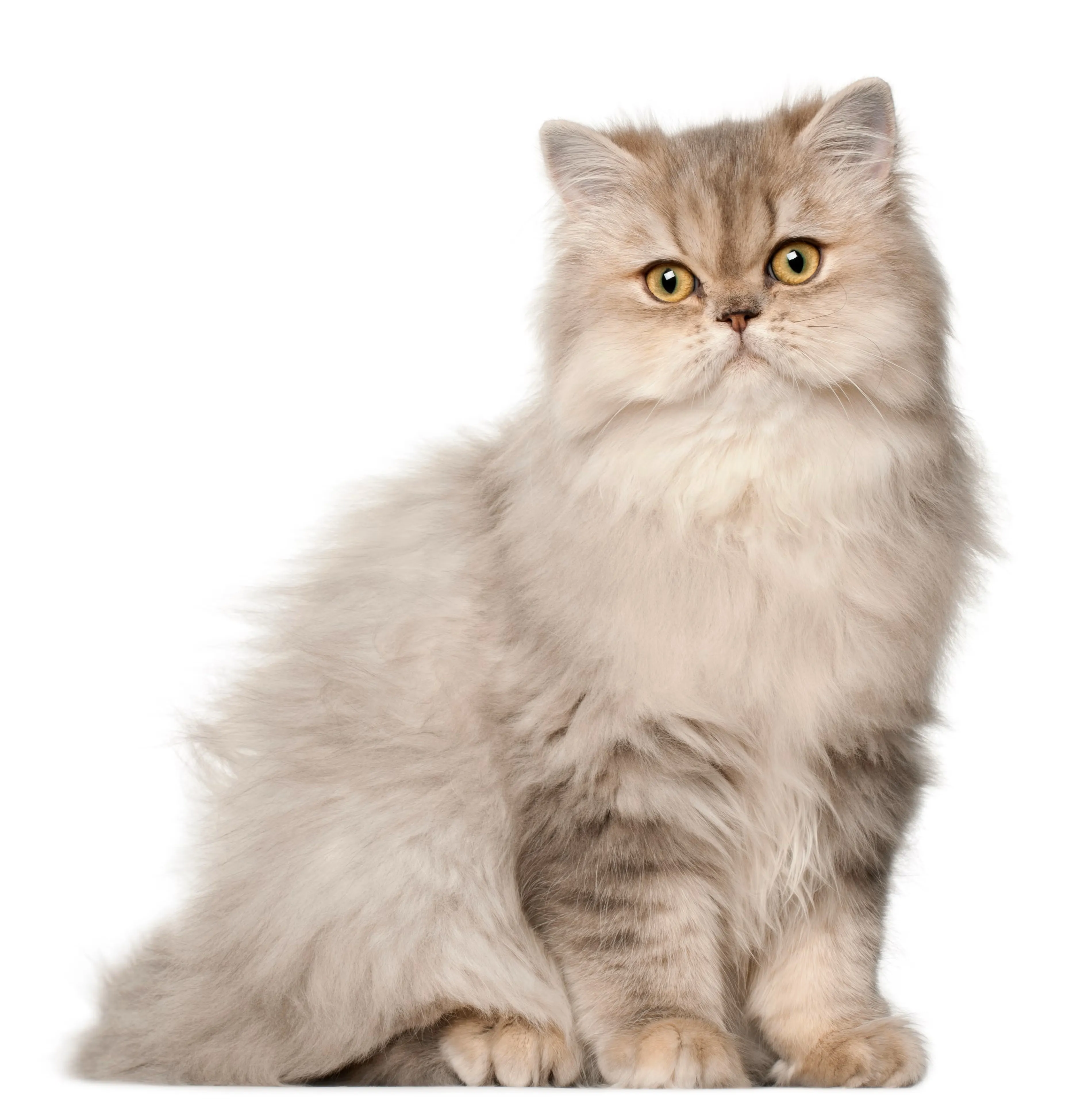 Mèo Ba Tư (Persian)