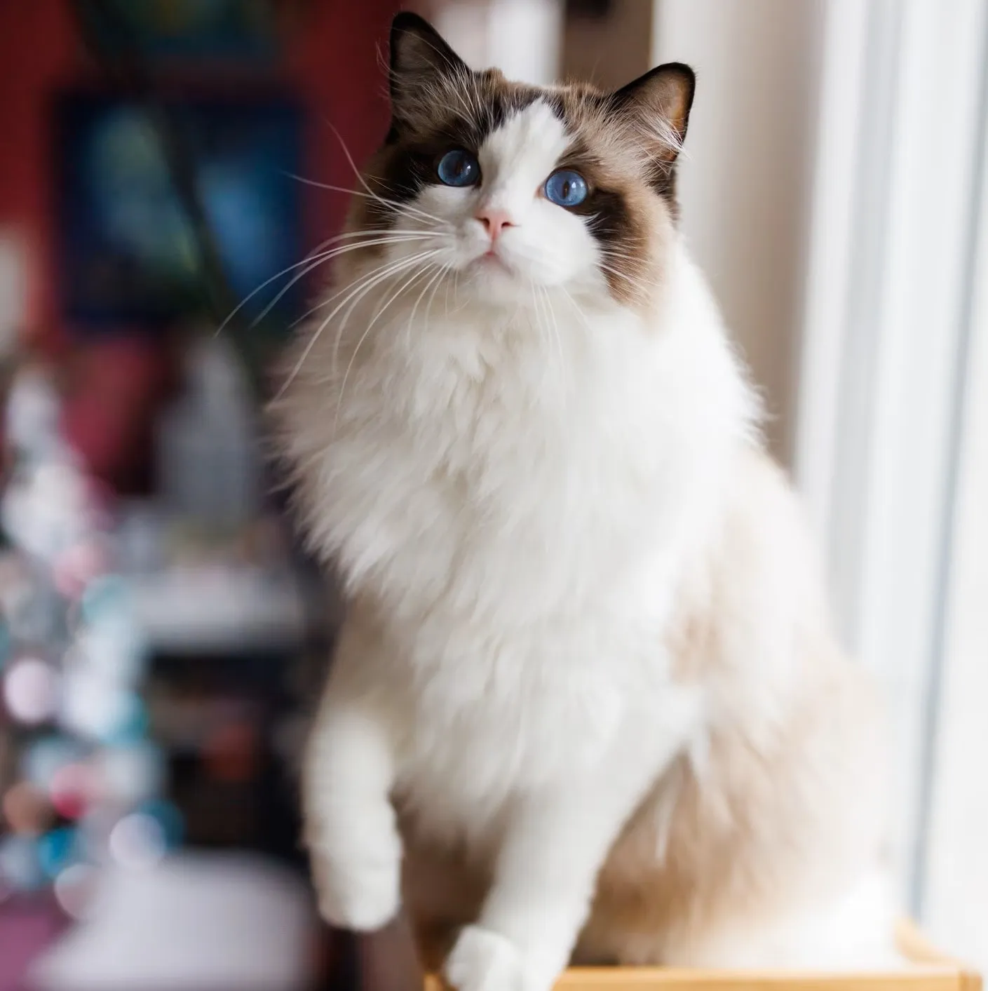 Ragdoll