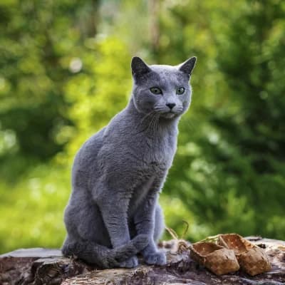 Mèo Nga (Russian Blue)