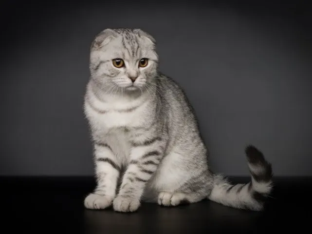 Mèo Tai Cụp (Scottish Fold)