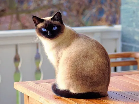 Mèo Xiêm (Siamese)