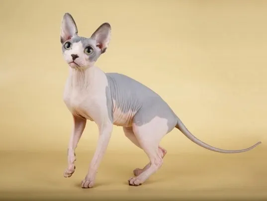 Mèo Không Lông (Sphynx)