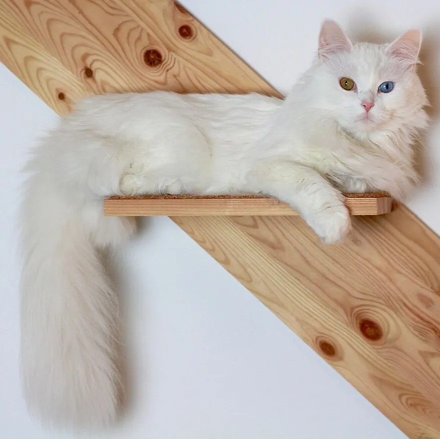Turkish Angora