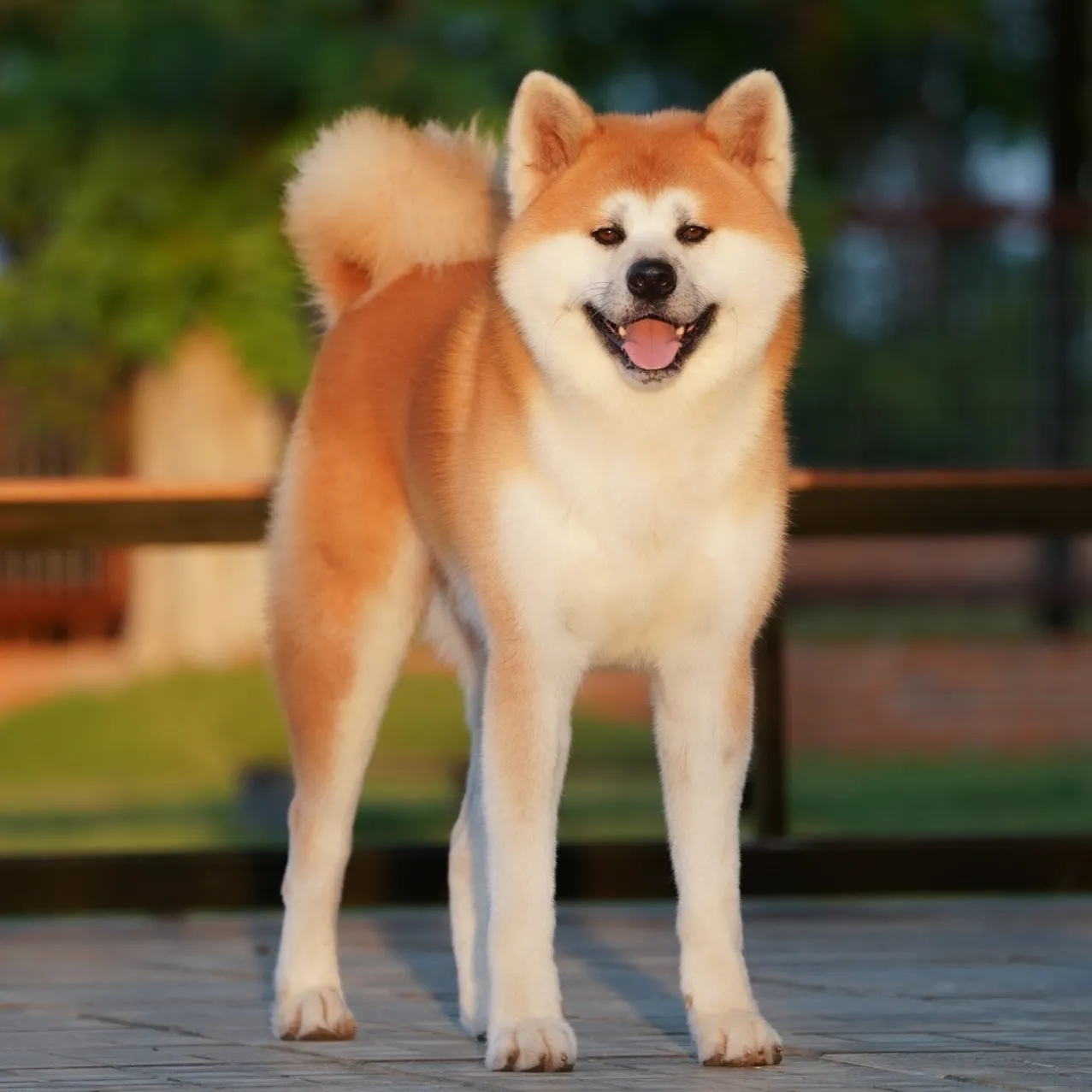 Akita Inu