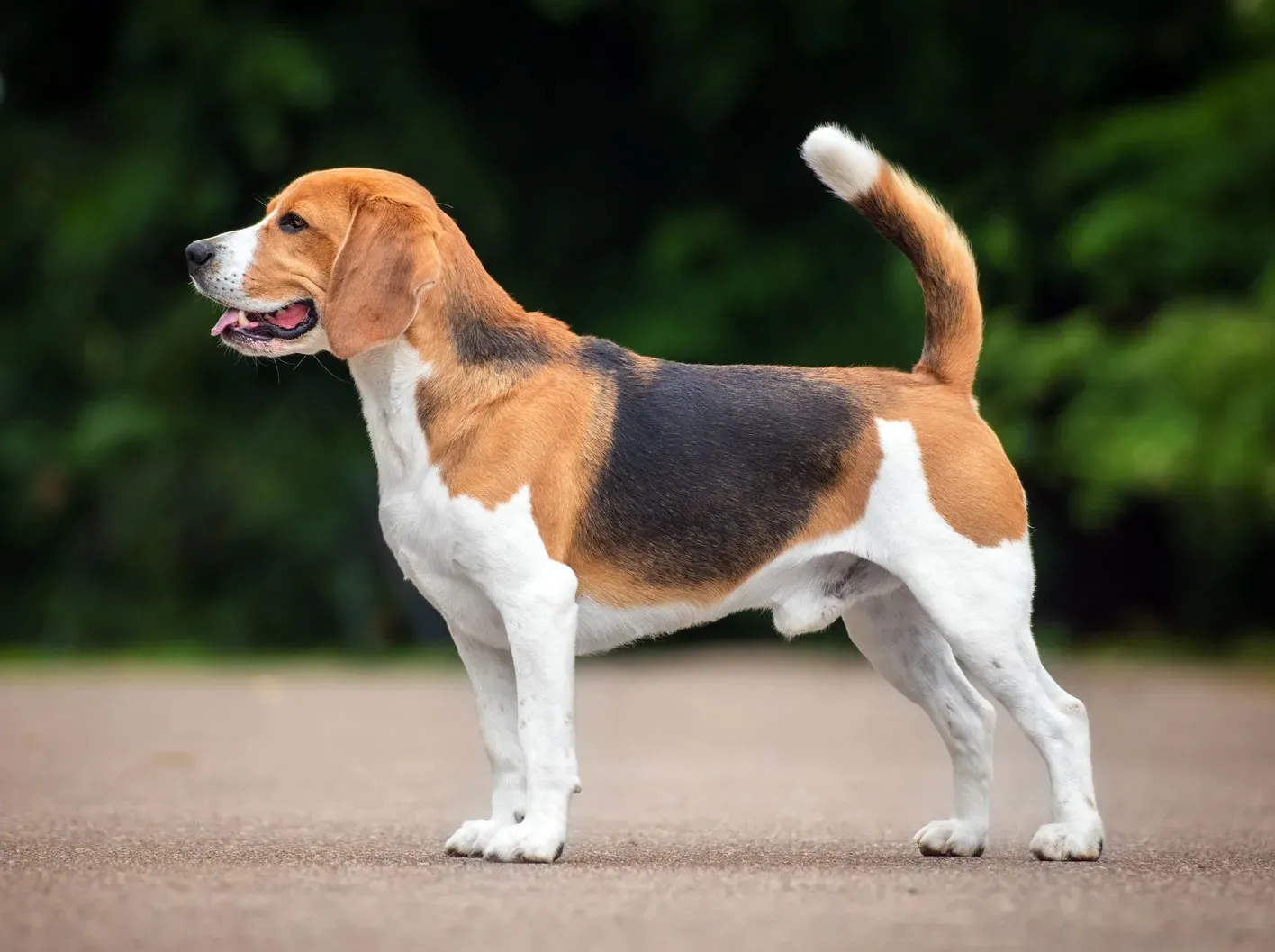 Beagle