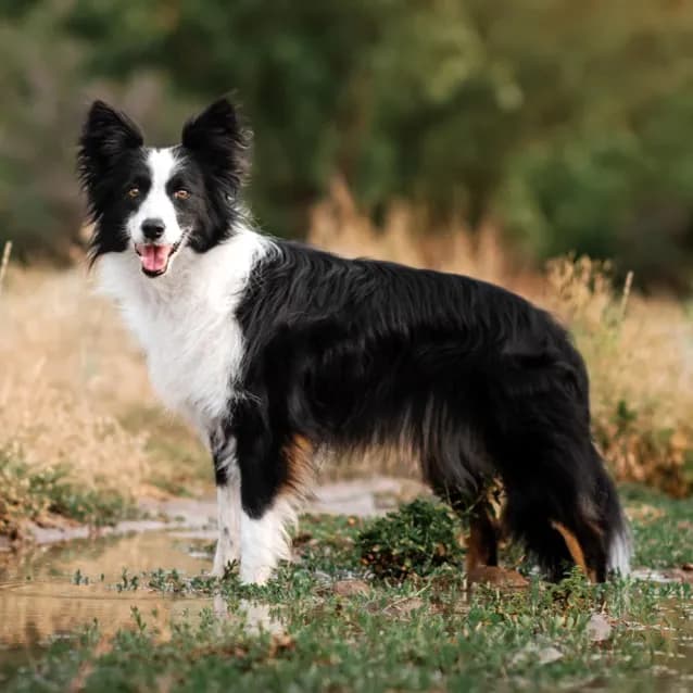 Border Collie