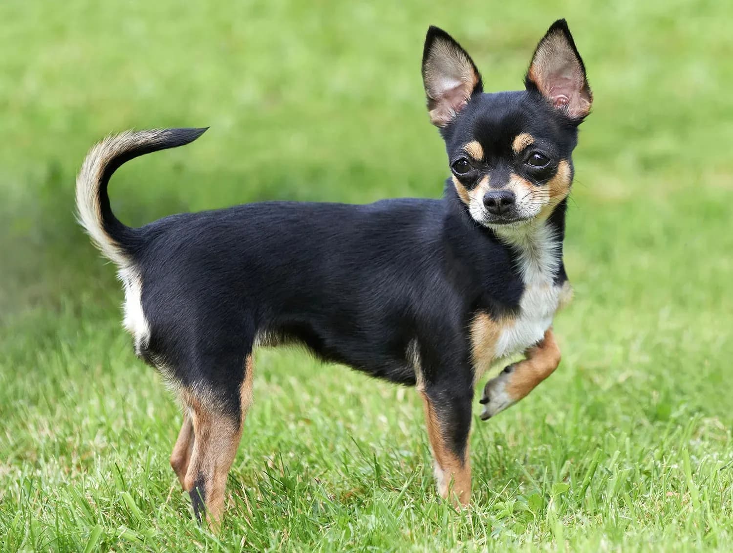 Chihuahua
