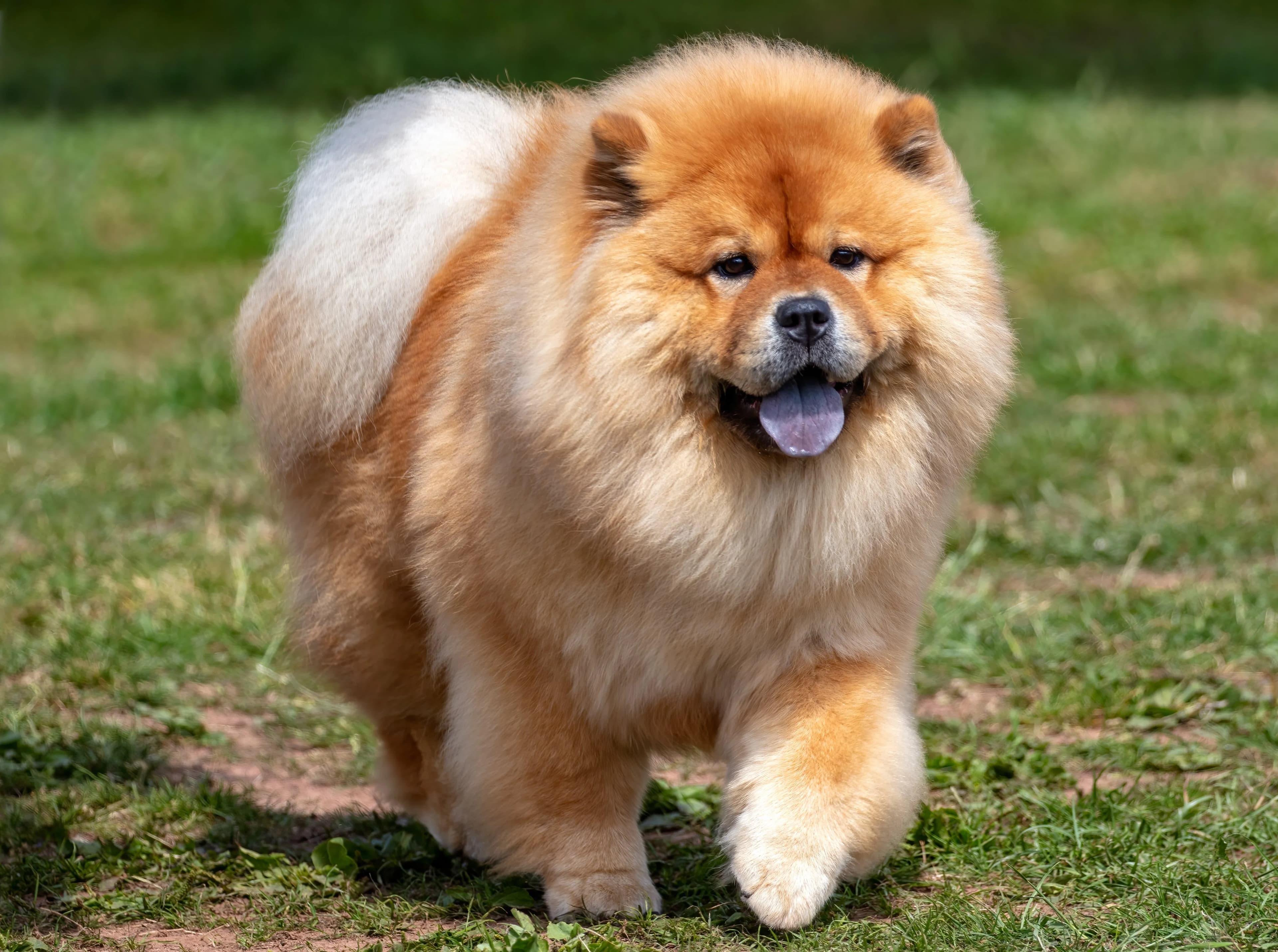 Chow Chow (Tùng Sư)