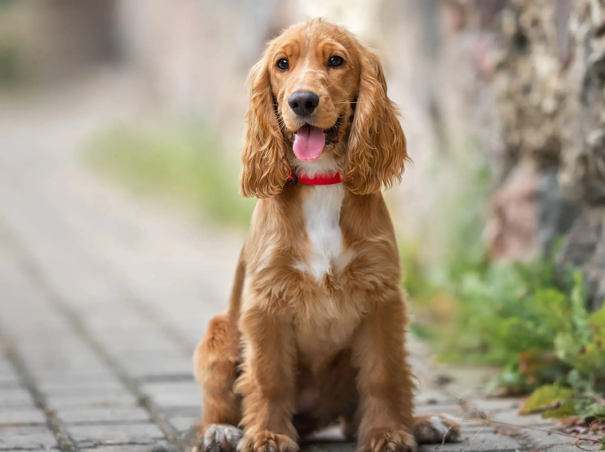 Cocker Spaniel