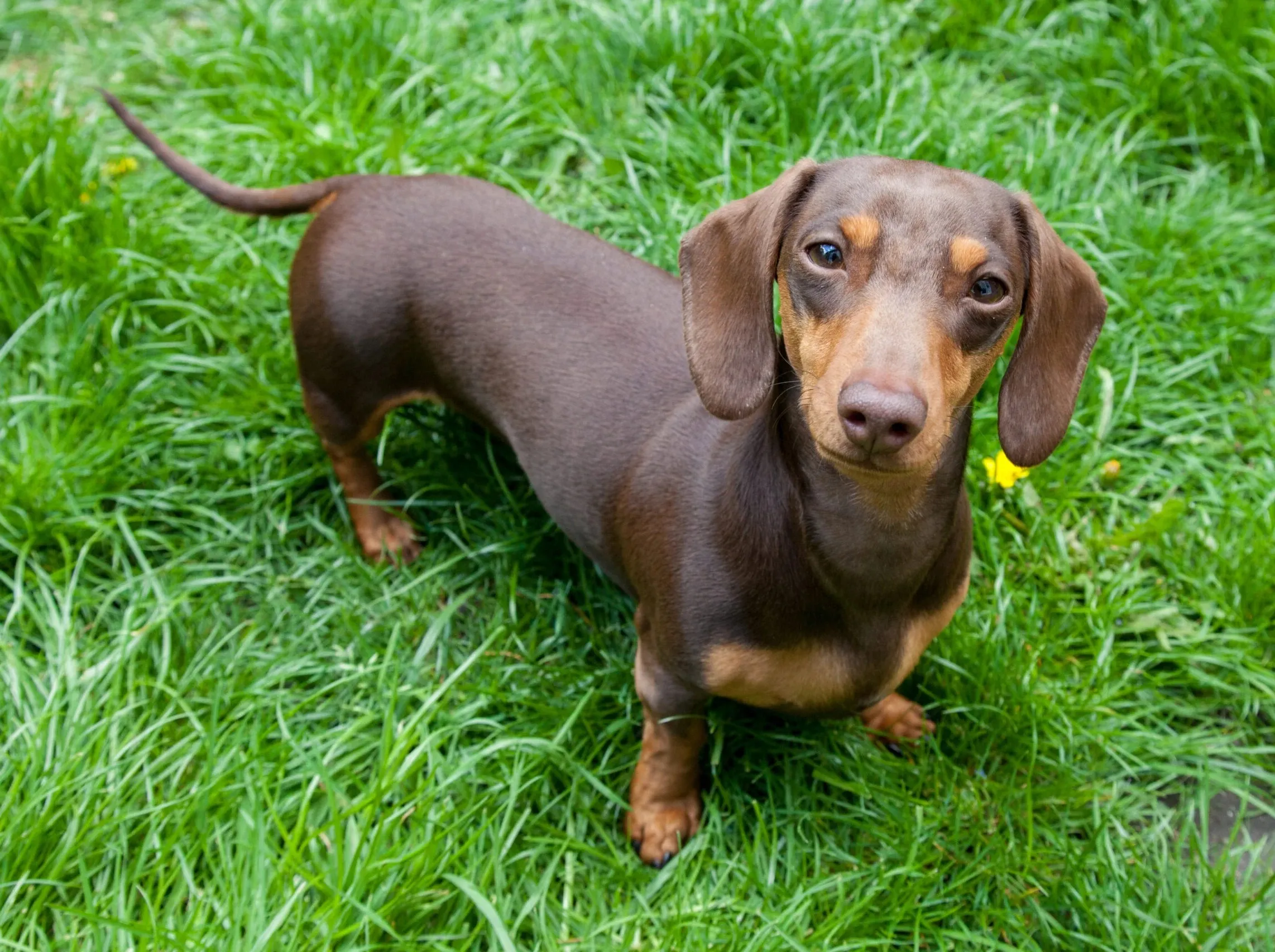 Chó Xúc Xích (Dachshund)