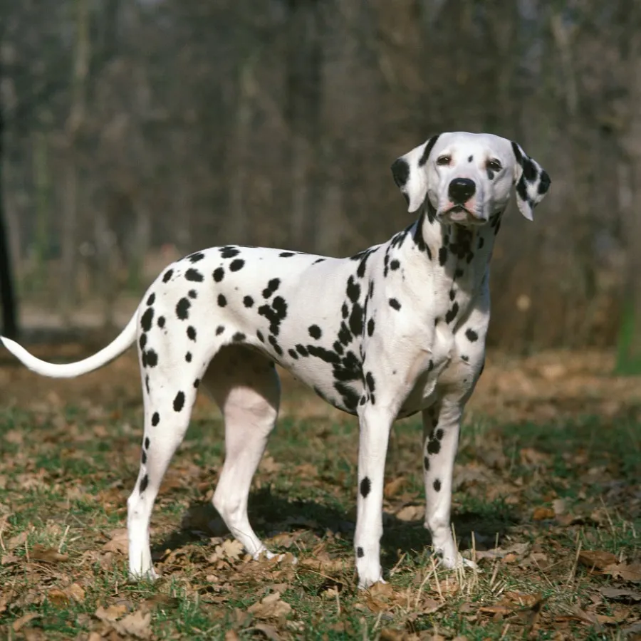 Chó Đốm (Dalmatian)