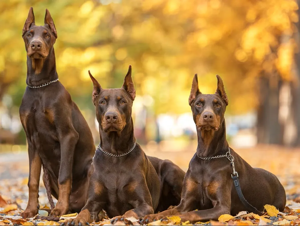 Doberman Pinscher