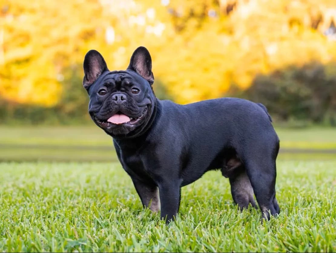 Bun Pháp (French Bulldog)