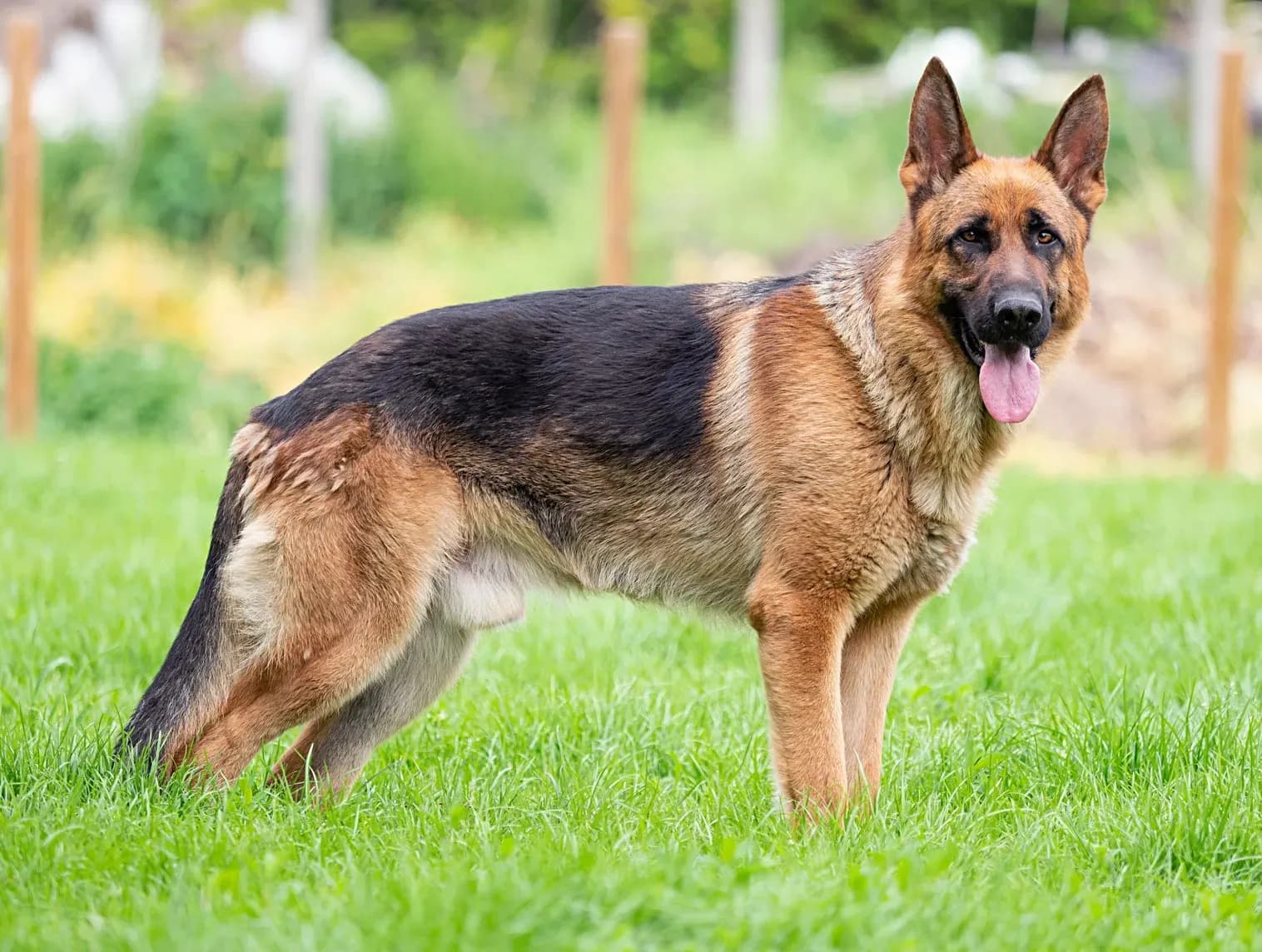 Becgie Đức (German Shepherd)