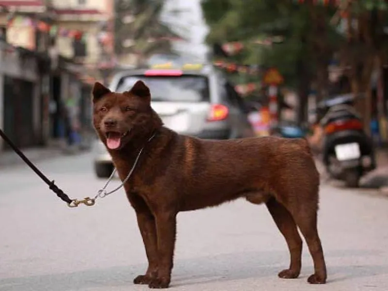 Chó H'Mông Cộc Đuôi