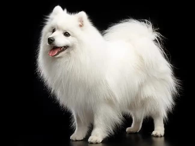 Japanese Spitz