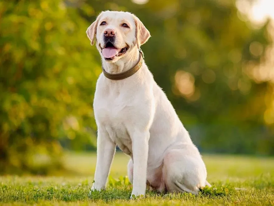 Labrador Retriever