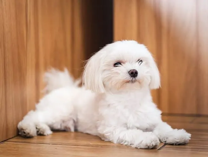 Maltese