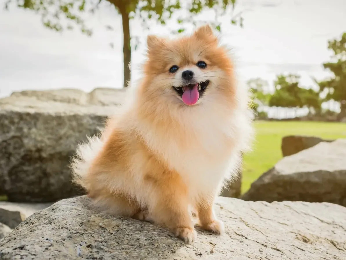 Phốc Sóc (Pomeranian)
