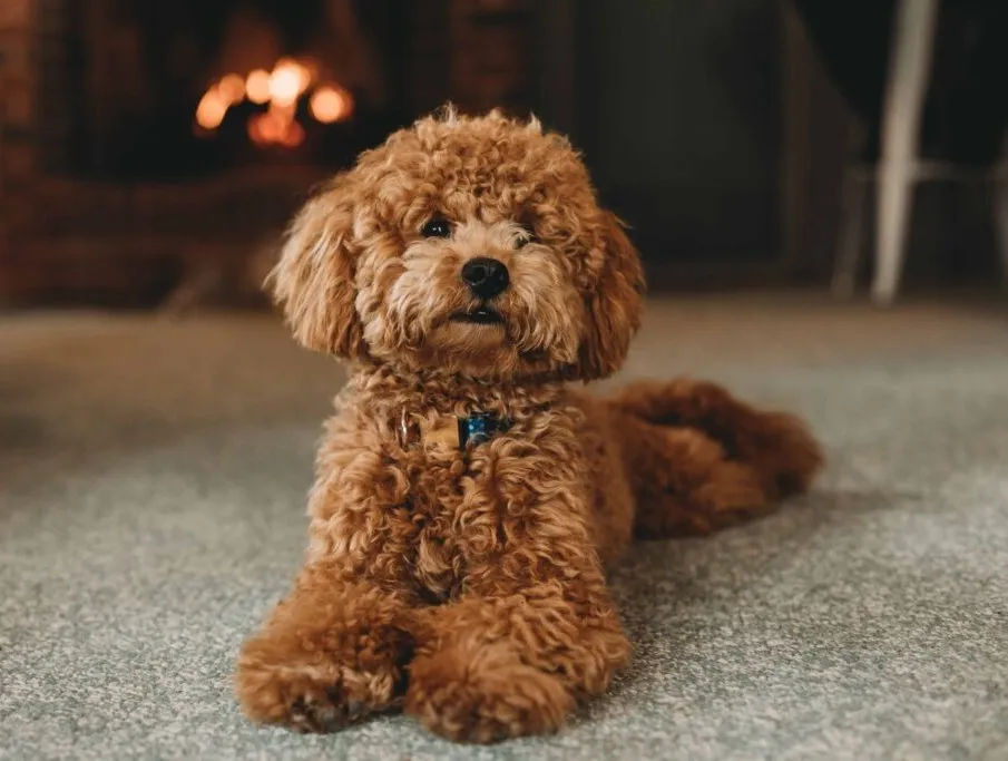 Poodle