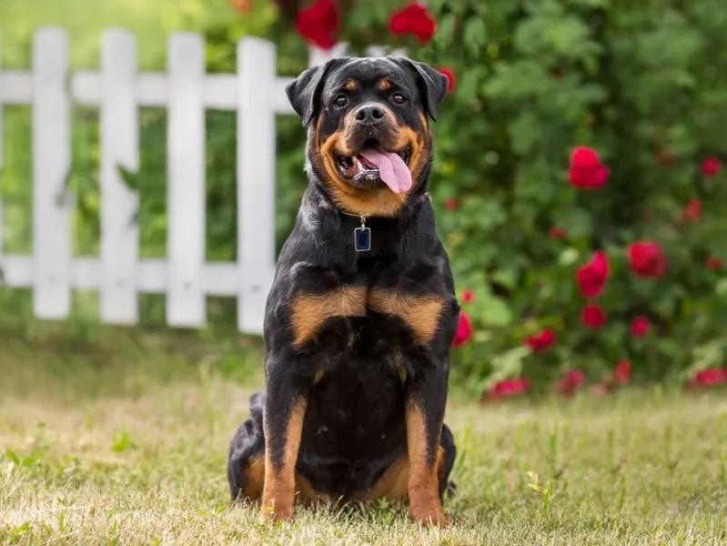 Rottweiler