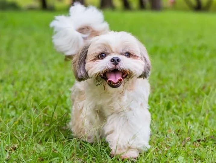 Shih Tzu