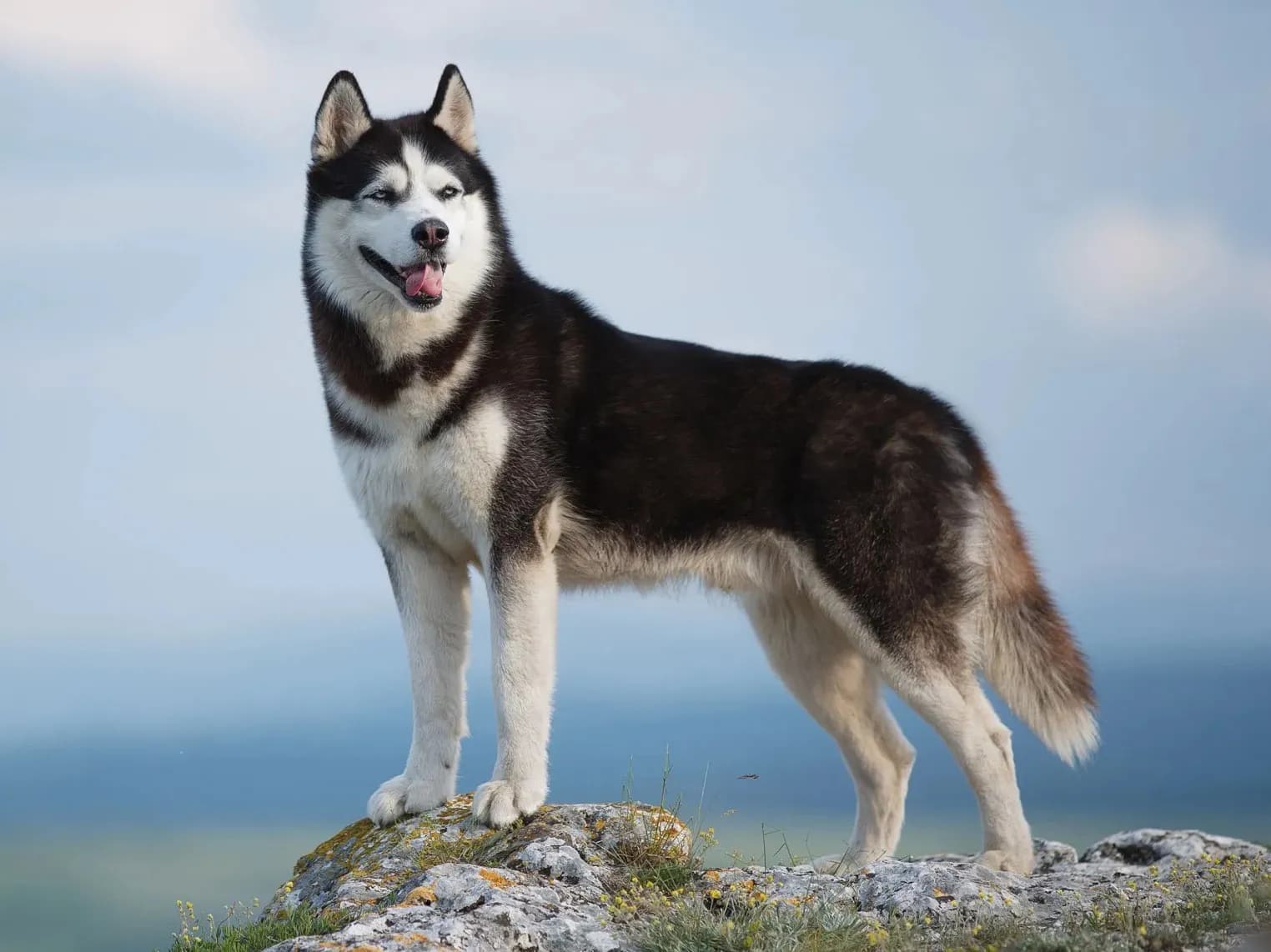 Husky Siberia