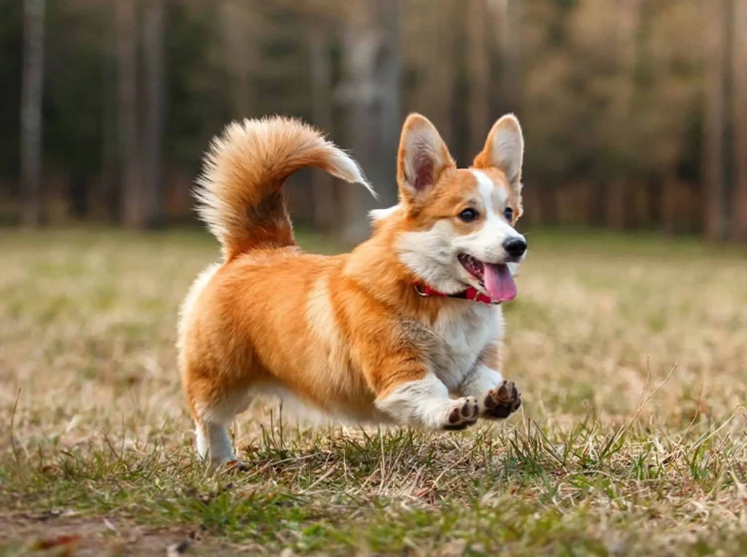 Corgi (Welsh Corgi Pembroke)
